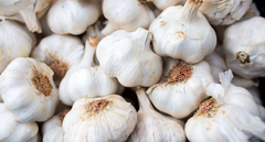 Fresh Garlic - Image 2