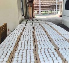 Fresh White Chicken Eggs Wholesale Distribution - Image 1