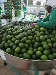 Hass Avocado – product photo 2, product detail gallery