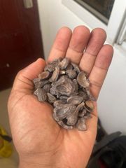 Palm kernel shell - Image 1