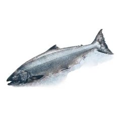 Frozen Salmon Fish/Best quality Frozen Salmon Fish. - Image 3