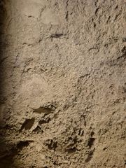 HBM Activared Powder Catappa 100% Natural no chemical/Aditive fast tannin realease for aquarium use not human consumtio - Image 3