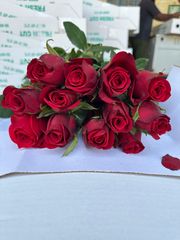 Rose - Image 5