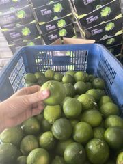 Vietnam fresh seedless lemon harvesting everyday box of 10kg - Image 2