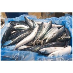Frozen Horse Mackerel Fish Seafood - Image 5