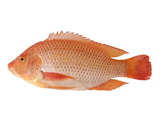 Red Tilapia Fish – product photo 1, product detail gallery
