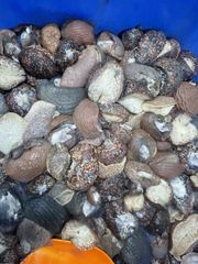 Cymbium spp - Image 5
