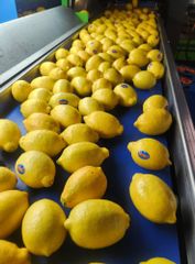 EUREKA LEMON | Eureka Lemon from the heart of South Africa to the world! Class 1 Export Quality!! - Image 2