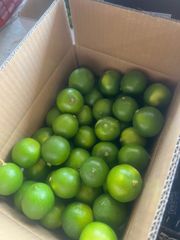 SEEDLESS LEMON - Image 4
