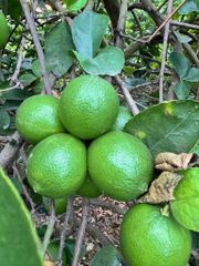 SEEDLESS LEMON - Image 3