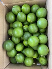 SEEDLESS LEMON - Image 1