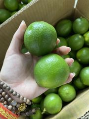SEEDLESS LEMON - Image 5