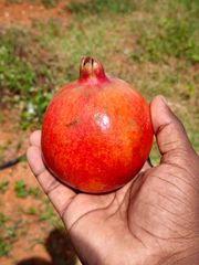 Fresh Pomegranate – product photo 1, product detail gallery