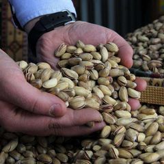 Our premium pistachio nuts are carefully sourced from trusted farms - Image 1