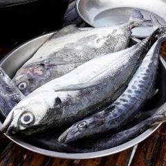 Hot Sale Premium Frozen Whole Mackerel Fish IQF or Gutted Rich in Omega 3 Wholesale Seafood Supply - Image 3