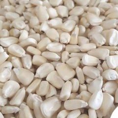 Non GMO White Maize Grain - Image 2