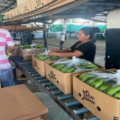 High Grade Fresh Cavendish Banana Bulk Export Fresh Crop For Wholesale Distributors And Importers - Image 4