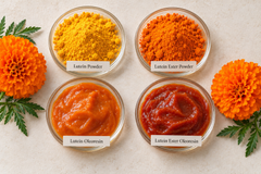 Lutein ester for nutraceuticals and animal feed - Image 4