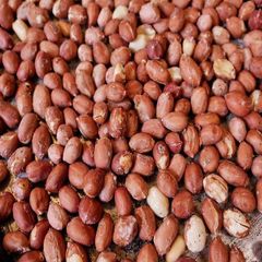 Premium Blanched Peanut Whole Split Dried AD Food Grade Snack Peanut Butter Processing - Image 1