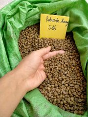 ORGANIC ROBUSTA GREEN COFFEE BEANS – product photo 3, product detail gallery
