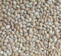 Canary seed (Phalaris), 400 MT, Sortex cleaned, purity 99.8%, moisture 12%. - Image 2