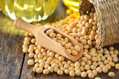 SOYBEAN - Image 1