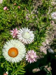fresh chrysanthemus - Image 2