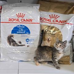 Royal Canin Fit 32 Dry Cats Foods For Sale/Royal Canin Maxi Starter Dog Food/Royal Canin Fit 32 Cat Dry Food (2kg) – product photo 6, product detail gallery