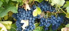 grape - Image 2