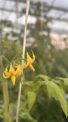 Tomatoe – product photo 4, product detail gallery