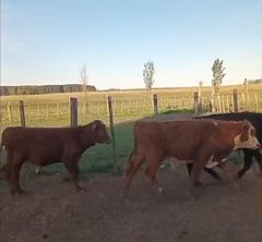 Brazilian fattening calves - Image 2