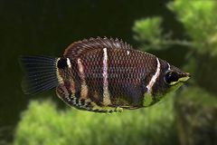 Gourami - Image 2