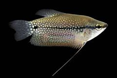 Gourami - Image 6