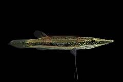 Gourami - Image 7