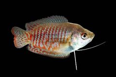 Gourami - Image 8