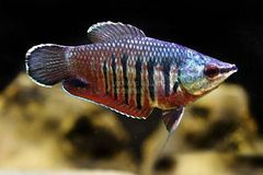 Gourami - Image 10