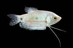 Gourami - Image 11