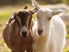 Quality Live Saanen Goats Superior Dairy Animals With High Fertility Strong Immune System Wholesale Price - Image 4