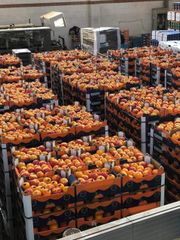 Valencia Oranges 🍊🍊 Form Egypt Grade 1 . 2 Texture Firm Appearance Bright Juice Content High Flavor Bright, Tangy Sweetness - Image 3