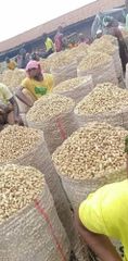 Groundnut - Image 1