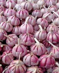 Red garlic – product photo 1, product detail gallery