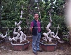 Odd Roots Ficus Live Ficus Plant - Image 5