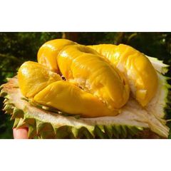 Good Price Frozen Whole Durian from Vietnam So Fresh Premium Quality Musang King/ Ri6/ Monthong Durian Fruit – product photo 1, product detail gallery