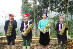 Cinnamon - Orange, Yellow - 10kgs/carton or customized - Image 2