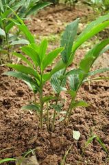 Ginger Address Thailand Manufacturer Farmers Place of Origin Thailand - Image 2