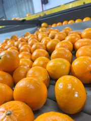 Fresh Murcott Oranges Sweet Juicy Easy Peel Premium Quality For Export quality packing - Image 2