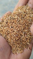 Sesame seed - Image 1