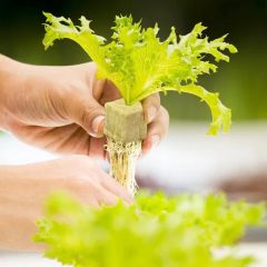 Nft Planting System Hydroponic Lettuce Seedlings for Lettuce Hydroponic Growing Cubes - Image 2