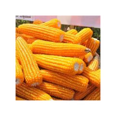 Wholesale Yellow Corn For Sale – product photo 1, product detail gallery