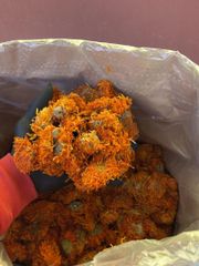 Egyptian Calendula Petals & Flowers (Marigold) - Image 1